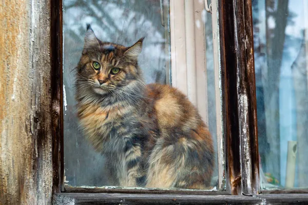 Magnifique Maine Coon Dans Fenêtre Une Maison Bois Photo Haute — Photo