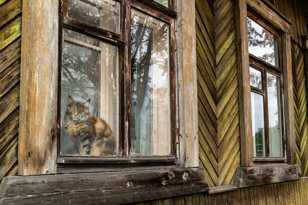 Magnifique Maine Coon Dans Fenêtre Une Maison Bois Photo Haute — Photo