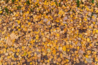 Düşen sonbahar yapraklarının dokusu. Yüksek kalite fotoğraf