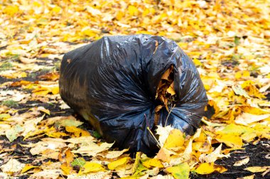 Sonbahar yapraklı çöp dolu büyük plastik bir torba. Yüksek kalite fotoğraf
