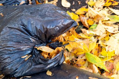 Sonbahar yapraklı çöp dolu büyük plastik bir torba. Yüksek kalite fotoğraf