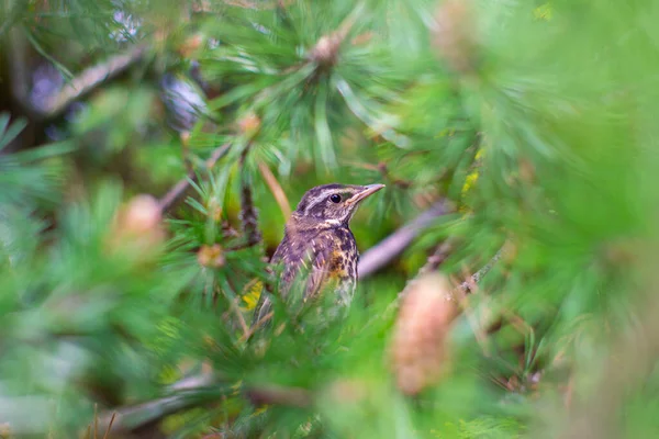 Drossel. Der Rotschopf ist ein Vogel in der Familie der Drosseln. Turdus iliacus — Stockfoto