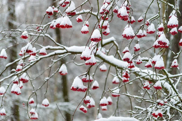 Красные Гроздья Рябины Снегом Зимнем Парке Высокое Качество Фото — стоковое фото