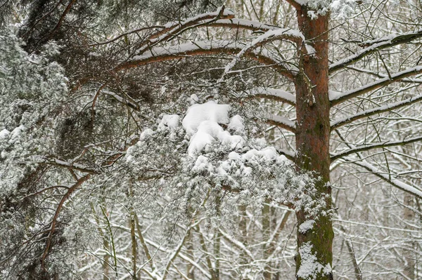 Karla Kaplı Çam Dalları Kış Ormanı Yüksek Kalite Fotoğraf — Stok fotoğraf
