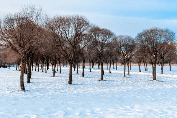 Public park in winter frosty day. — Stockfoto