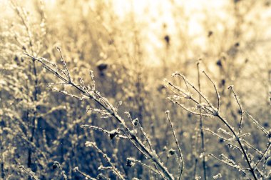 Batan güneş tarafından aydınlatılan karla kaplı dallarla soyut kış arkaplanı. Seçici odak
