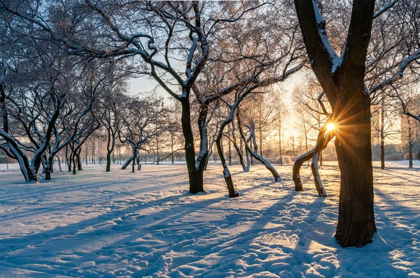 Beau paysage hivernal avec soleil couchant et arbres dans le parc — Photo