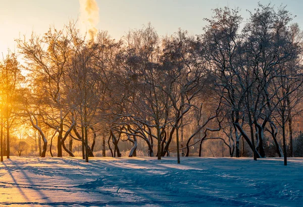 Beau paysage hivernal avec coucher de soleil dans le parc — Photo