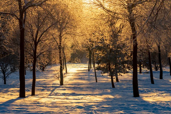Beau paysage hivernal avec soleil couchant et silhouettes d'arbres — Photo