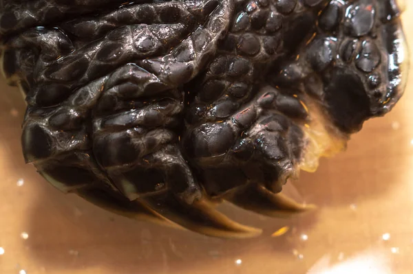 Close-up da perna traseira das tartarugas — Fotografia de Stock