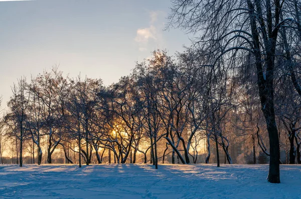 Красивый зимний пейзаж с заходящим солнцем и силуэтами деревьев — стоковое фото