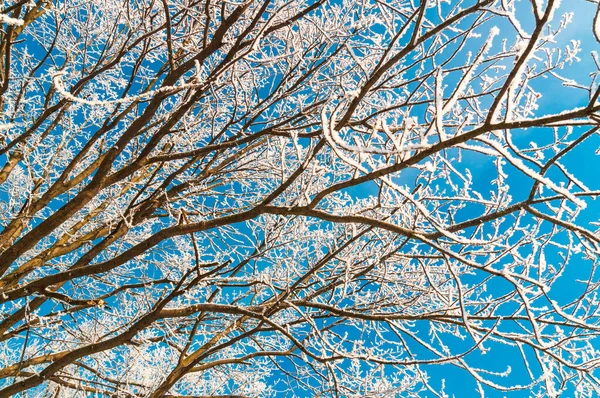 Tél természetes háttér fagyos ágak ellen fényes kék ég — Stock Fotó