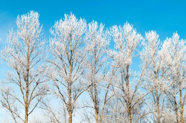 Karla kaplı uzun ağaçlar. Güzel doğal kış geçmişi