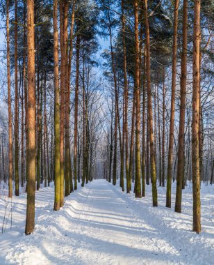 Güneşli bir günde çam ağaçlarıyla dolu bir kış parkında yürüyüş yolu. Yüksek kalite fotoğraf