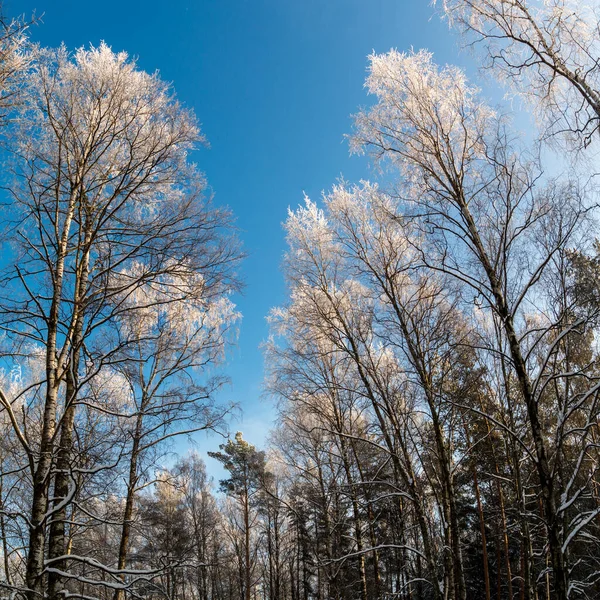 Une Merveilleuse Journée Ensoleillée Glacée Dans Parc Des Arbres Gelés — Photo