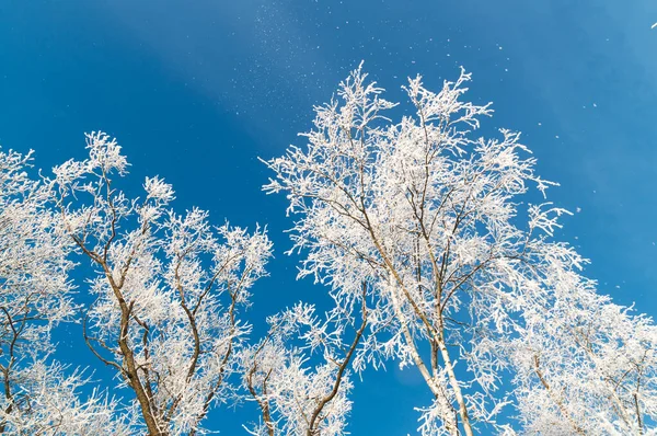 Güzel Zıt Kış Arka Planı Güneşli Soğuk Bir Gün Buzla — Stok fotoğraf