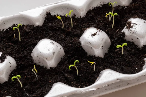 Unos pequeños brotes lo hacen muy lejos de la tierra — Foto de Stock