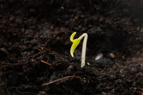 A small sprout makes its way out of the ground Stock Picture