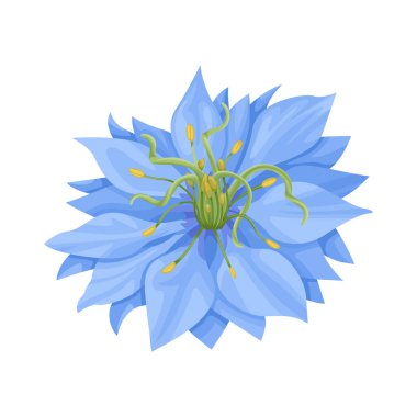 Nigella sativa flower isolated on white background. Vector cartoon flat illustration, icon. clipart