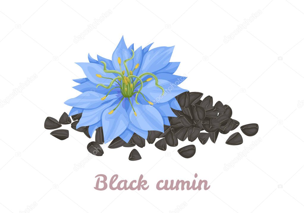 Nigella sativa flower and black cumin seeds isolated on white. Vector cartoon flat illustration.