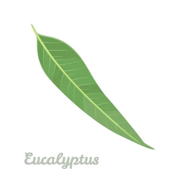 ユーカリの葉は白い背景に隔離されています ベクターイラスト アイコン 漫画のフラットスタイル 薬用植物 — ストックベクタ