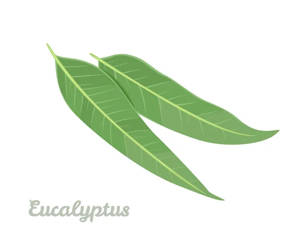 유칼립투스 잎들은 흰색으로 분리되어 있습니다 만화의 형태로 약초를 치료하는 공장의 — 스톡 벡터