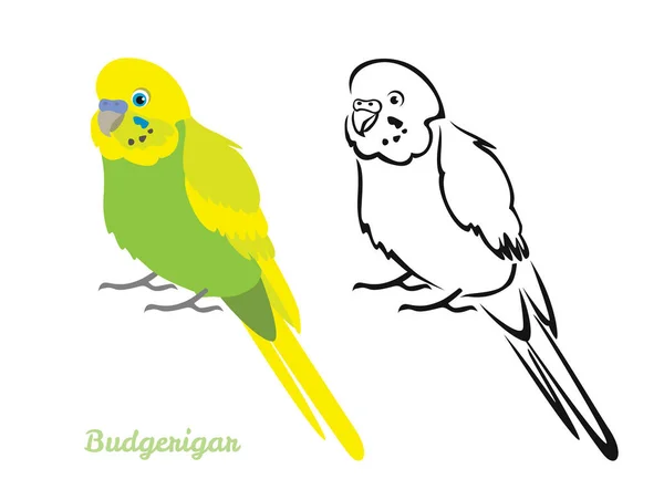 Budgerigar鹦鹉孤零零地坐在白色的背景上 一组矢量图解 色彩斑斓的卡通片风格和简洁的轮廓轮廓 — 图库矢量图片