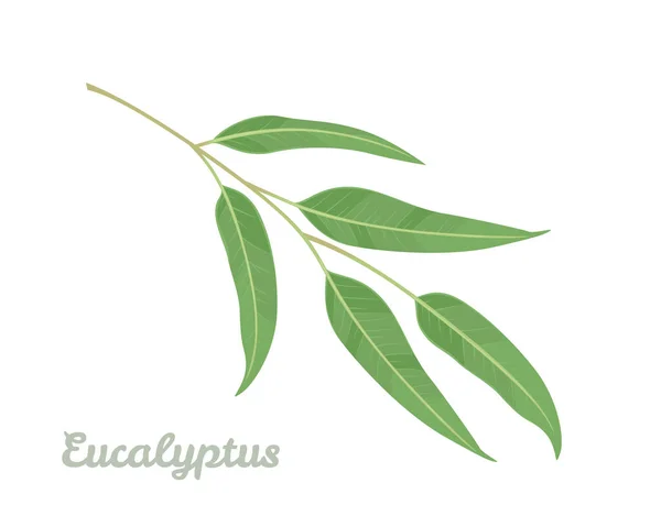 Eucalyptus Branch Isolated White Background Vector Illustration Green Leaf Cartoon — Stock Vector