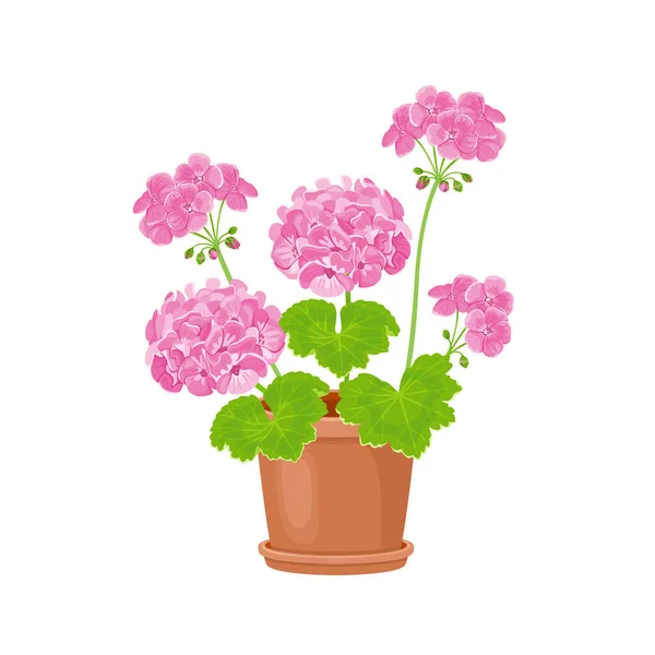 Géranium Pot Isolé Sur Blanc Illustration Vectorielle Fleur Rose Dessin — Image vectorielle