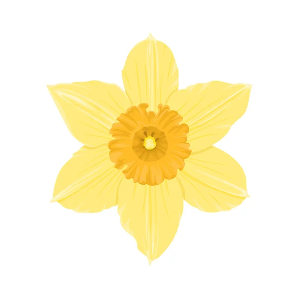 Jonquille Jaune Isolée Sur Fond Blanc Illustration Vectorielle Fleur Printemps — Image vectorielle