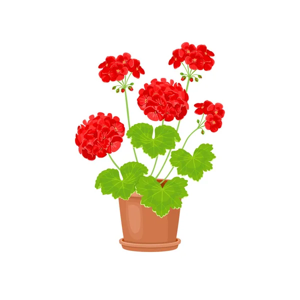 Červené Muškát Květiny Hrnci Izolované Bílém Pozadí Kvetoucí Továrna Vektorová — Stockový vektor