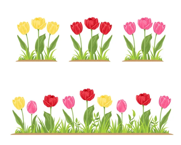 Tulipány Zelené Trávě Květinové Lůžko Červenými Žlutými Růžovými Jarními Květy — Stockový vektor
