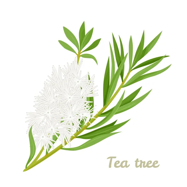 Theeboom Bladeren Bloemen Geïsoleerd Wit Vector Illustratie Van Melaleuca Alternifolia — Stockvector