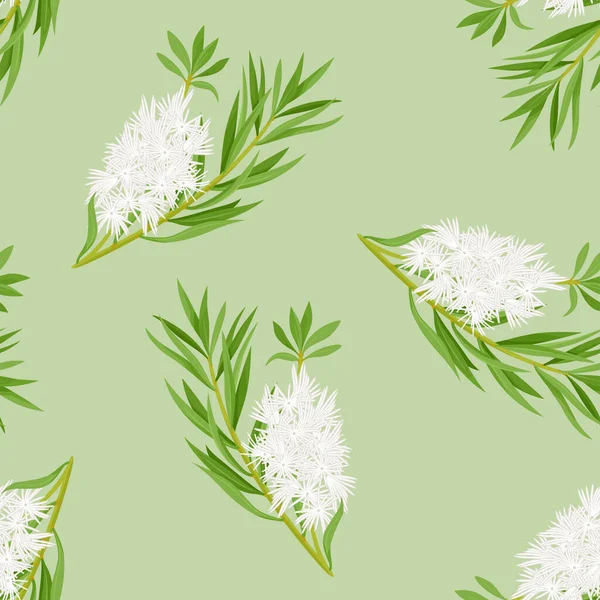 Çay ağacı yeşili yapraklar ve beyaz çiçek arka planı. Melaleuca alternifolia ya da bal-myrtles ile vektörsüz desen. Çizgi film düz stili.