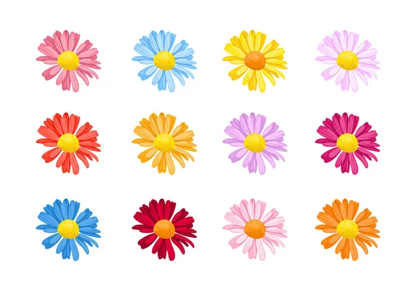 Set Daisies Flowers Different Colors Isolated White Background Vector Illustration — Image vectorielle