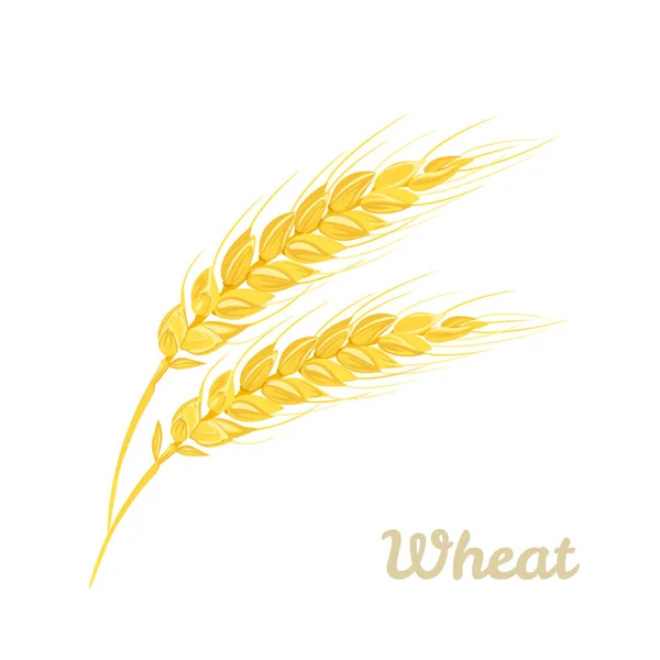 小麦の耳は白い背景に隔離されています ベクトル漫画フラットイラスト — ストックベクタ