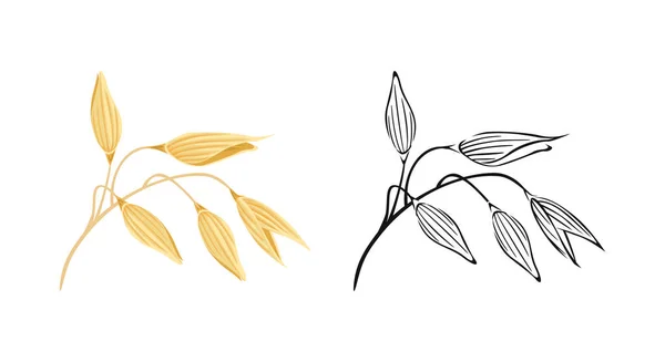 Haferohren Vektorfarbige Illustration Und Umriss Der Landwirtschaftlichen Pflanze Ikone Gesunder — Stockvektor