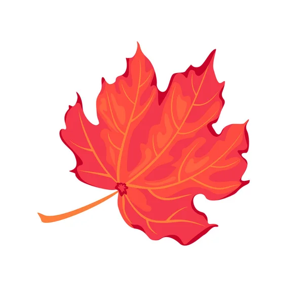 Autumn Maple Leaf Isolated White Background Vector Cartoon Botanical Illustration — Vector de stock