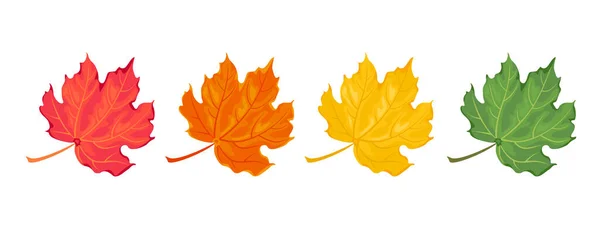 Maple Leaves Different Colors Set Fallen Autumn Red Leaf Orange — Image vectorielle