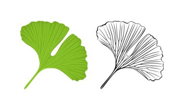 Ginkgo green leaf. Vector color cartoon illustration and outline. Botanical icon.