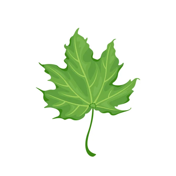 Maple Green Leaf Isolated White Background Vector Botanical Illustration Cartoon — Wektor stockowy