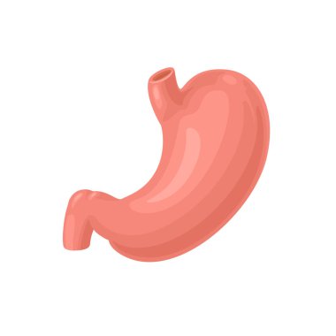 Human stomach isolated on white background. Cartoon flat illustration of internal organ. Anatomy icon. Digestive system.