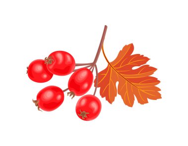 Autumn hawthorn isolated on white. Branch with red berry and leaf. Vector cartoon illustration.