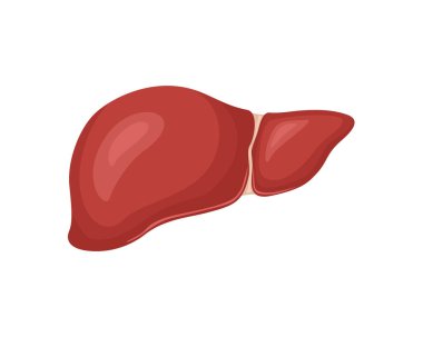 Human healthy liver isolated on white background. Cartoon flat illustration of internal organ. Anatomy icon. Digestive system.