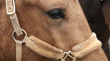 Genç bir at bir atla oynuyor, kahverengi bir at tarlada duruyor, yakın plan.