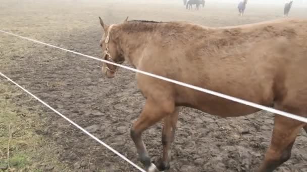 Horse Brown Horse Walking Field Heavy Fog — Stock Video