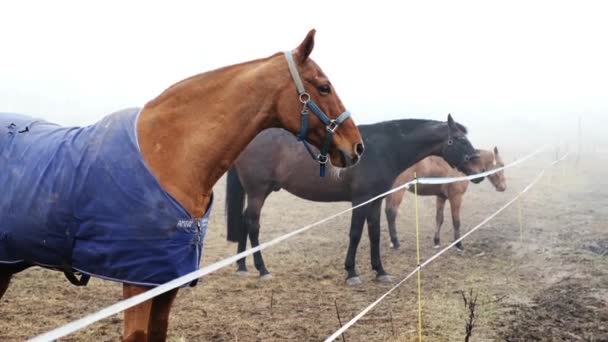 Konie Spacerujące Polu Patrzące Przed Siebie Ciężka Mgła — Wideo stockowe