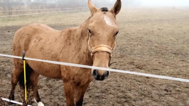 Ein Junges Pferd Schaut Den Fotografen Ein Braunes Pferd Steht — Stockvideo