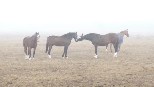 Caballos Compartiendo Una Sartén Una Nebulosa Mañana Primavera — Vídeos de Stock