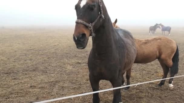 Ein Junges Pferd Spielt Mit Einem Pferd Ein Braunes Pferd — Stockvideo